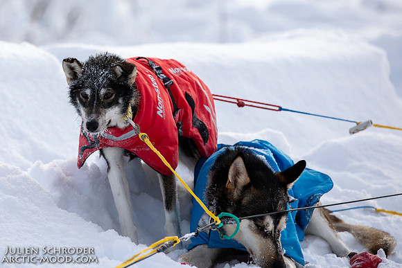 untitled-YukonQuest2019-JSchroder_20190206_D4_5254