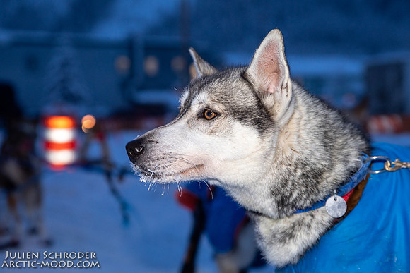 untitled-YukonQuest2019-JSchroder_20190206_D4_5040