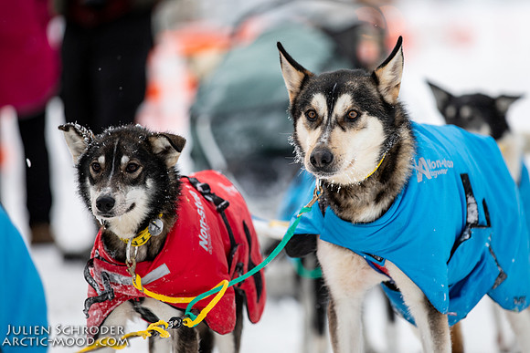 untitled-YukonQuest2019-JSchroder_20190206_D4_5456