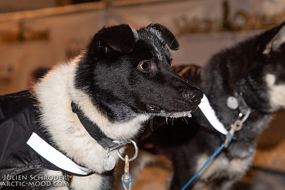 untitled-YukonQuest2019-JSchroder_20190206_D4_4794