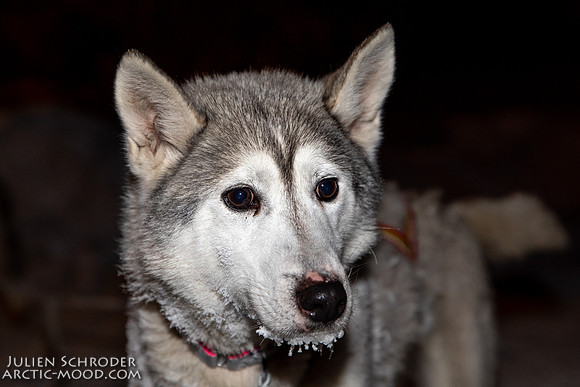 untitled-YukonQuest2019-JSchroder_20190207_D4_7789