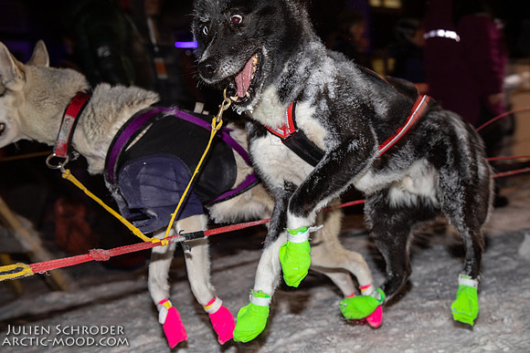 untitled-YukonQuest2019-JSchroder_20190206_D4_4885