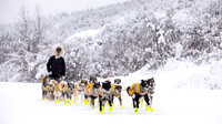 Dawson-YukonQuest2019-JSchroder_20190205_D4_4333