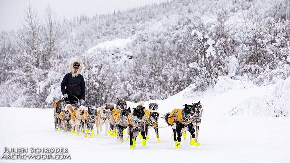 Dawson-YukonQuest2019-JSchroder_20190205_D4_4333