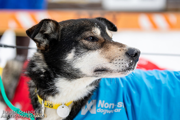 untitled-YukonQuest2019-JSchroder_20190206_D4_5452