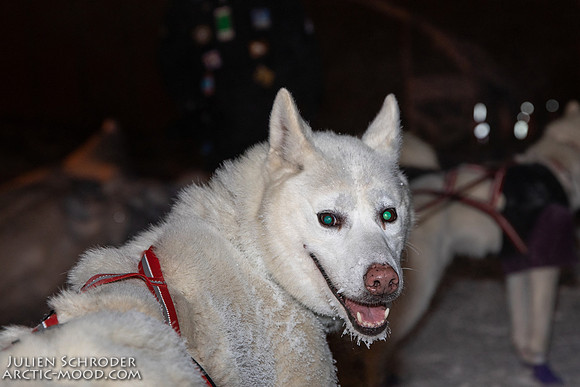 untitled-YukonQuest2019-JSchroder_20190206_D4_4862