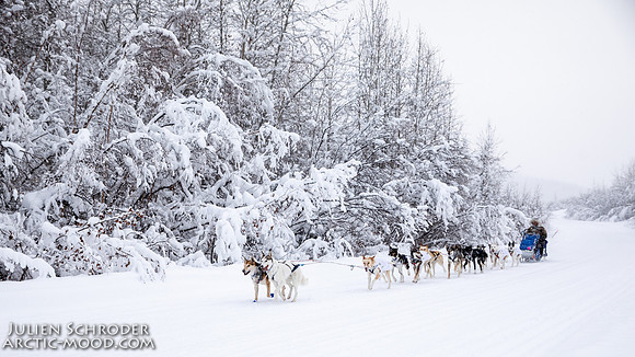 Dawson-YukonQuest2019-JSchroder_20190205_D4_4452