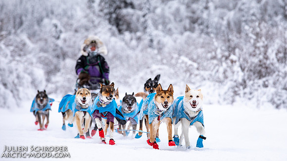 Dawson-YukonQuest2019-JSchroder_20190205_D4_4346