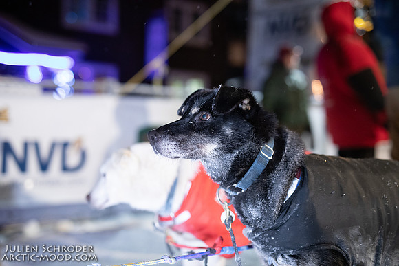 untitled-YukonQuest2019-JSchroder_20190206_D4_4745
