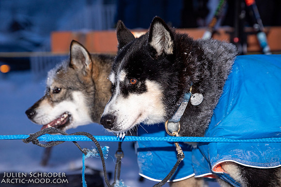 untitled-YukonQuest2019-JSchroder_20190206_D4_5042