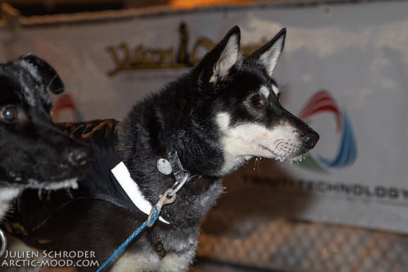 untitled-YukonQuest2019-JSchroder_20190206_D4_4793