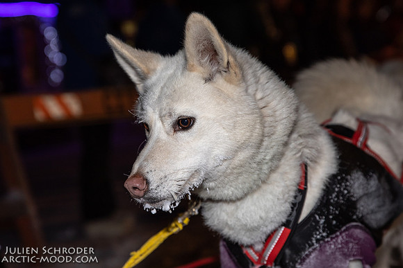 untitled-YukonQuest2019-JSchroder_20190206_D4_4880