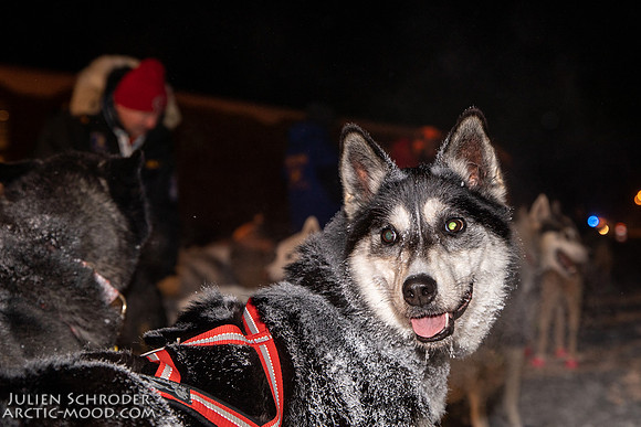 untitled-YukonQuest2019-JSchroder_20190206_D4_4858