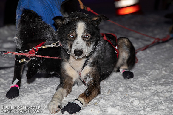 untitled-YukonQuest2019-JSchroder_20190206_D4_5006