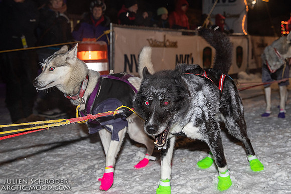untitled-YukonQuest2019-JSchroder_20190206_D4_4871