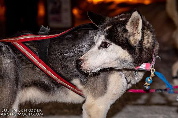 untitled-YukonQuest2019-JSchroder_20190207_D4_7791