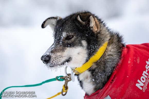 untitled-YukonQuest2019-JSchroder_20190206_D4_5259