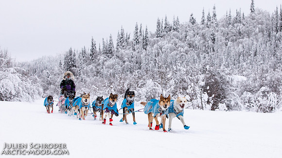 Dawson-YukonQuest2019-JSchroder_20190205_D4_4349