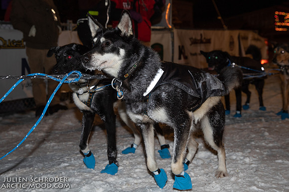 untitled-YukonQuest2019-JSchroder_20190206_D4_4811