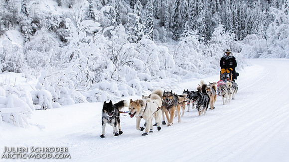 untitled-YukonQuest2019-JSchroder_20190206_D4_5176