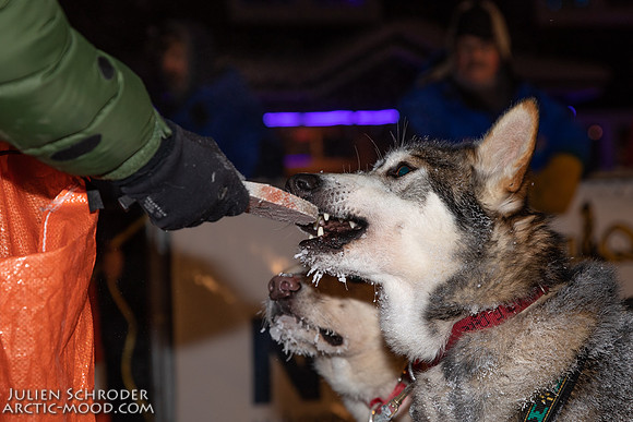 untitled-YukonQuest2019-JSchroder_20190206_D4_4828