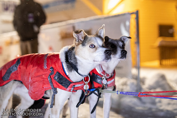 untitled-YukonQuest2019-JSchroder_20190206_D4_4735