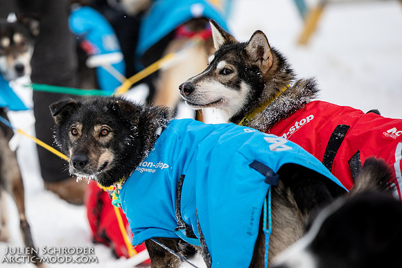 untitled-YukonQuest2019-JSchroder_20190206_D4_5498