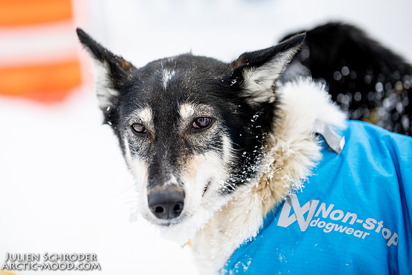 untitled-YukonQuest2019-JSchroder_20190206_D4_5426