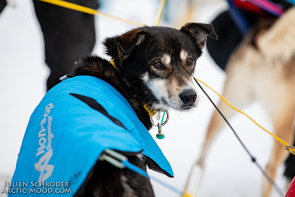 untitled-YukonQuest2019-JSchroder_20190206_D4_5439