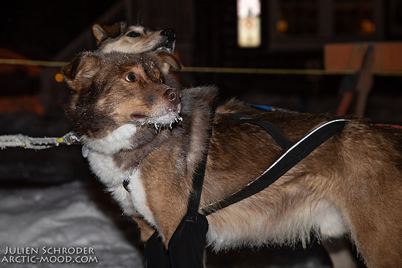 untitled-YukonQuest2019-JSchroder_20190206_D4_4836