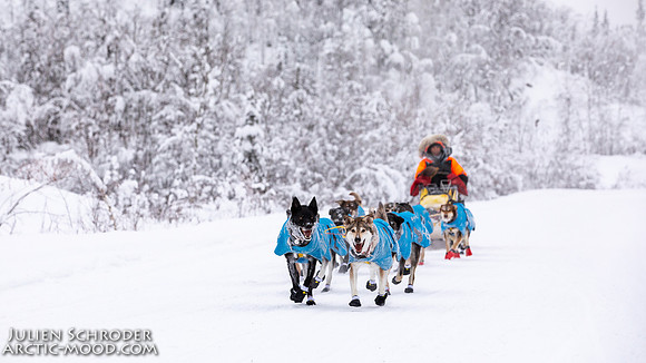 Dawson-YukonQuest2019-JSchroder_20190205_D4_4362