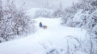 Dawson-YukonQuest2019-JSchroder_20190205IMG_7781