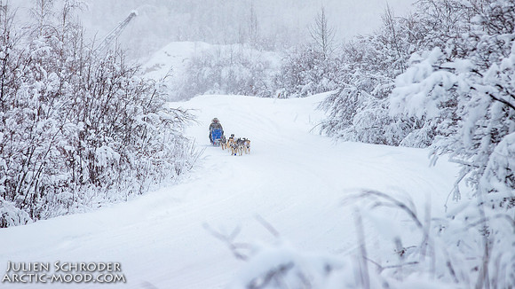 Dawson-YukonQuest2019-JSchroder_20190205IMG_7781