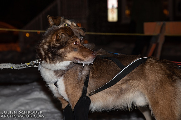 untitled-YukonQuest2019-JSchroder_20190206_D4_4837