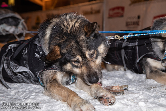 untitled-YukonQuest2019-JSchroder_20190206_D4_4962
