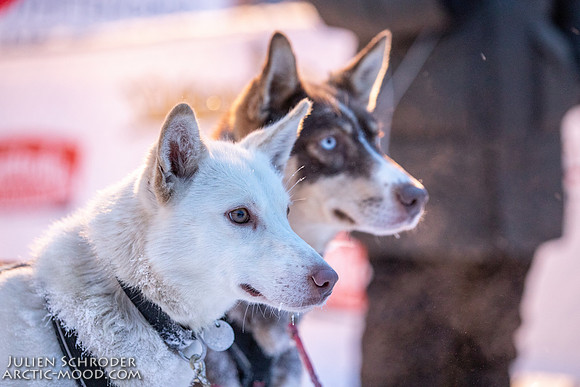Dawson-YukonQuest2019-JSchroder_20190205_D4_4527