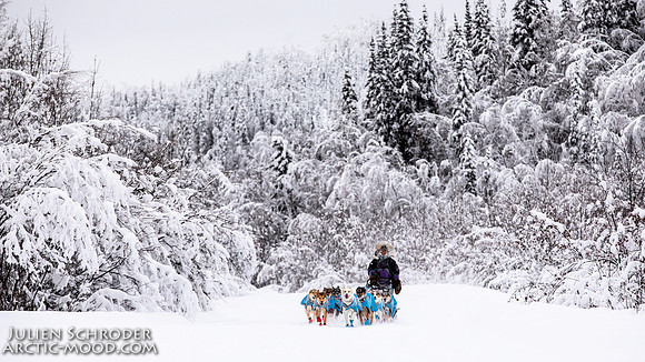 Dawson-YukonQuest2019-JSchroder_20190205_D4_4341