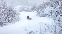 Dawson-YukonQuest2019-JSchroder_20190205IMG_7785