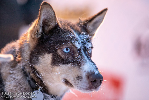 Dawson-YukonQuest2019-JSchroder_20190205_D4_4504