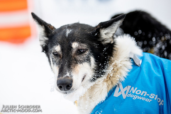 untitled-YukonQuest2019-JSchroder_20190206_D4_5425