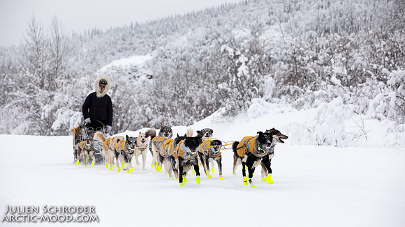 Dawson-YukonQuest2019-JSchroder_20190205_D4_4334