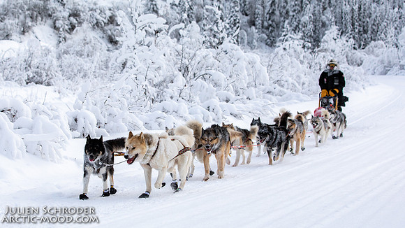 untitled-YukonQuest2019-JSchroder_20190206_D4_5179