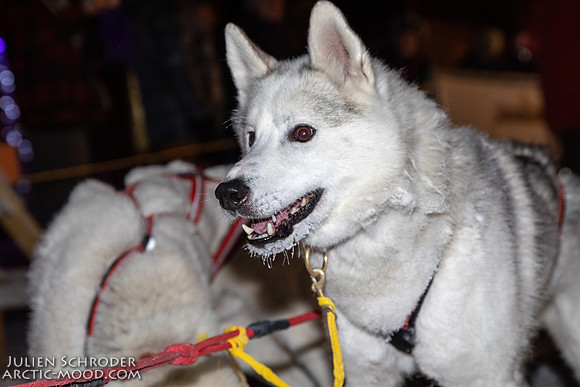 untitled-YukonQuest2019-JSchroder_20190206_D4_4877