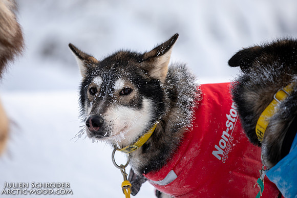 untitled-YukonQuest2019-JSchroder_20190206_D4_5262