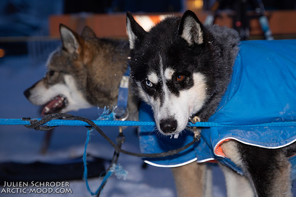 untitled-YukonQuest2019-JSchroder_20190206_D4_5041