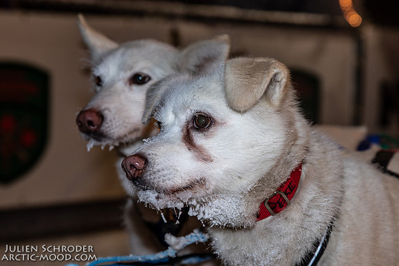 untitled-YukonQuest2019-JSchroder_20190206_D4_4830