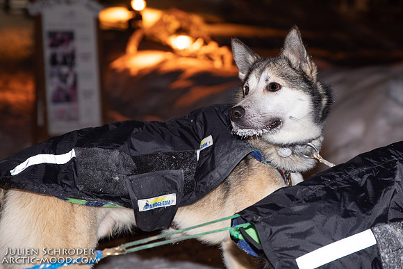 untitled-YukonQuest2019-JSchroder_20190206_D4_4791