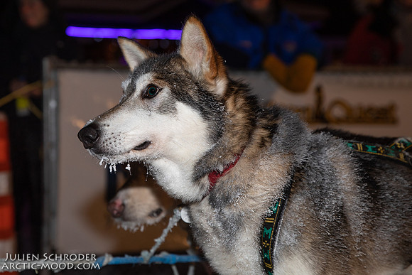 untitled-YukonQuest2019-JSchroder_20190206_D4_4825