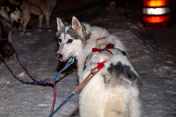 untitled-YukonQuest2019-JSchroder_20190207_D4_7783