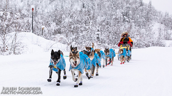 Dawson-YukonQuest2019-JSchroder_20190205_D4_4367